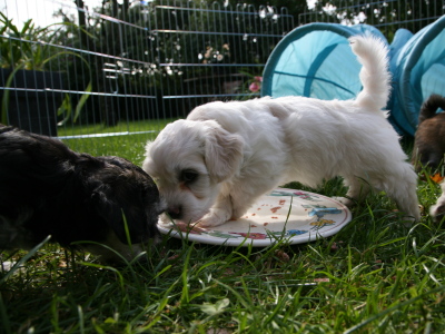 Bichon Havanais hvalpe hos Kennel Miki Nanoq